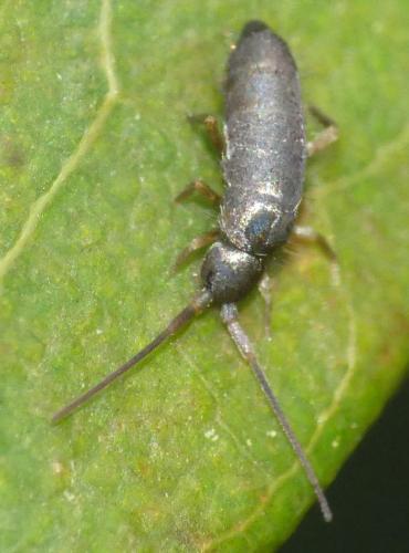 Tomocerus minor